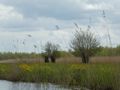 nieuwkoop5